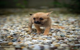 Pomchi dogs for sale: Bear - Image 15