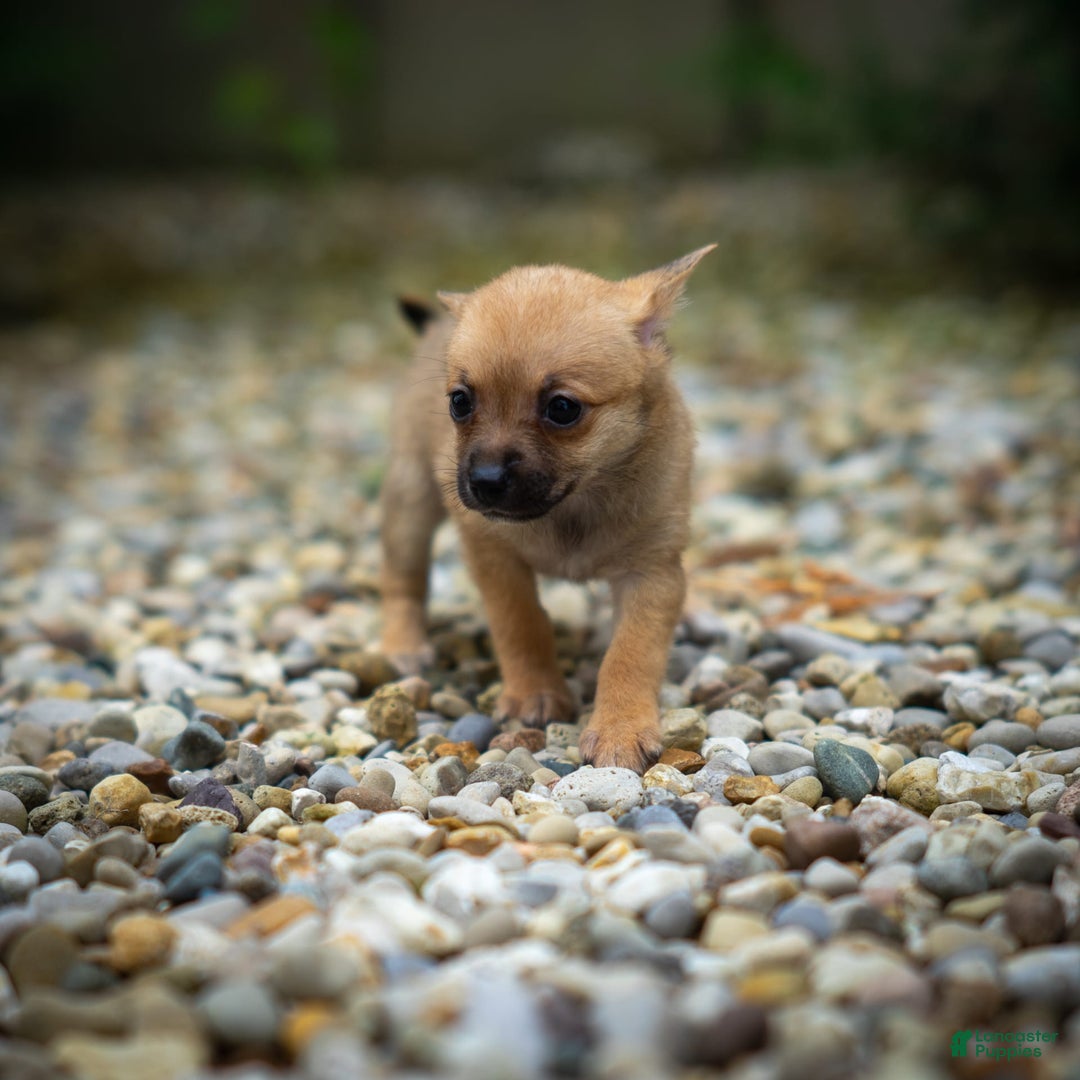 Pomchi dogs for sale: Bear - Image 15