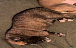 South African Boerboels dogs for sale: Debo - Image 5