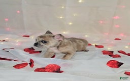 French Bulldog dogs for sale: Daphne - Image 7