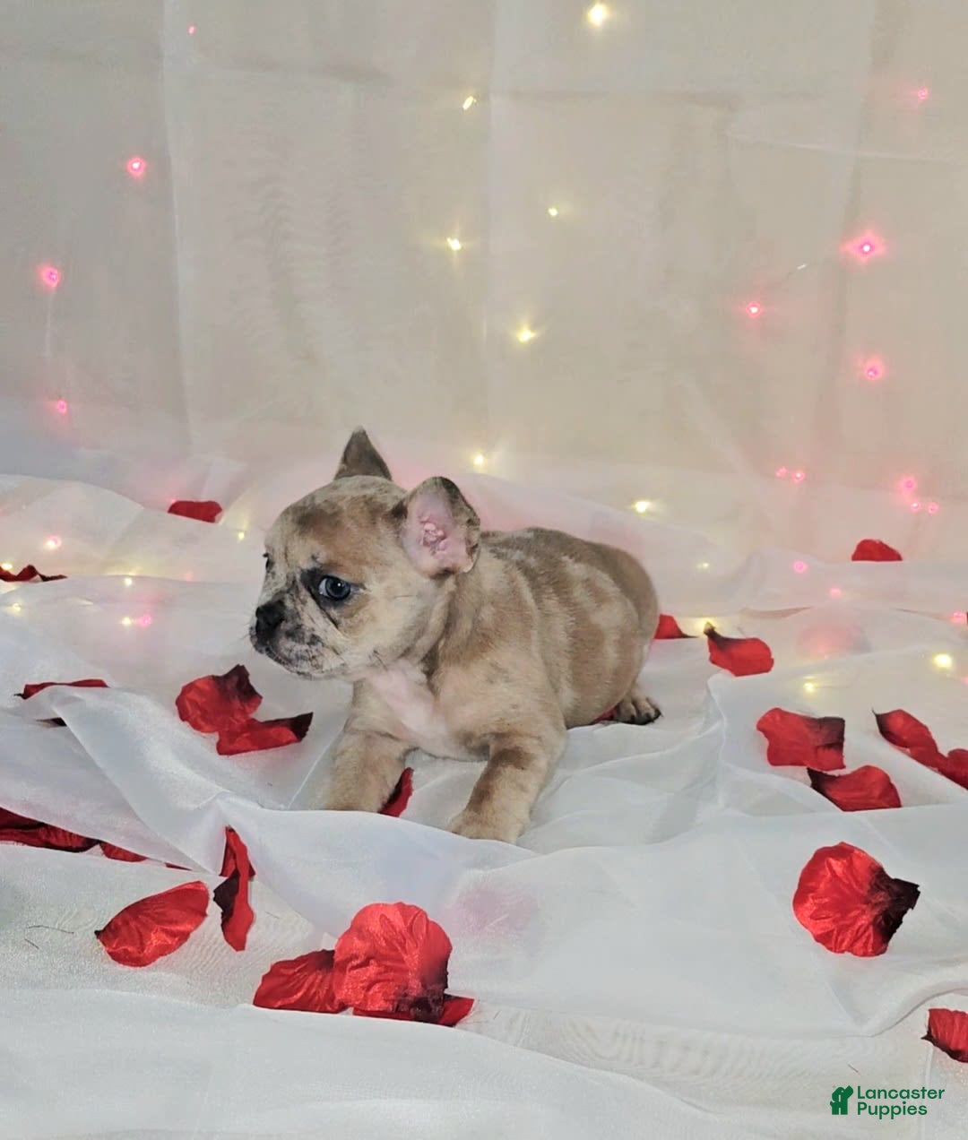French Bulldog dogs for sale: Daphne - Image 7