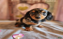 Miniature Dachshund dogs for sale: Hailey - Image 13
