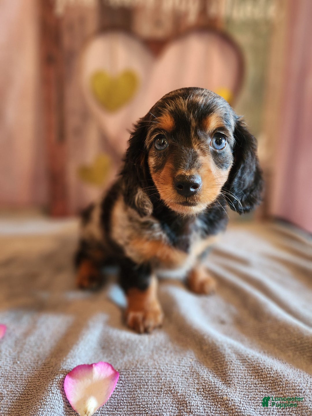 Miniature Dachshund dogs for sale: Hailey - Image 13