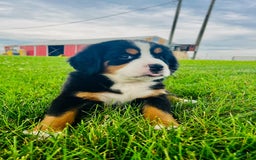 Bernese Mountain Dog dogs for sale: Bernese Mountain Dog 8 puppies - Image 7
