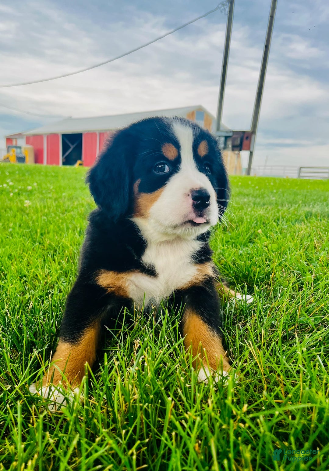 Bernese Mountain Dog dogs for sale: Bernese Mountain Dog 8 puppies - Image 7