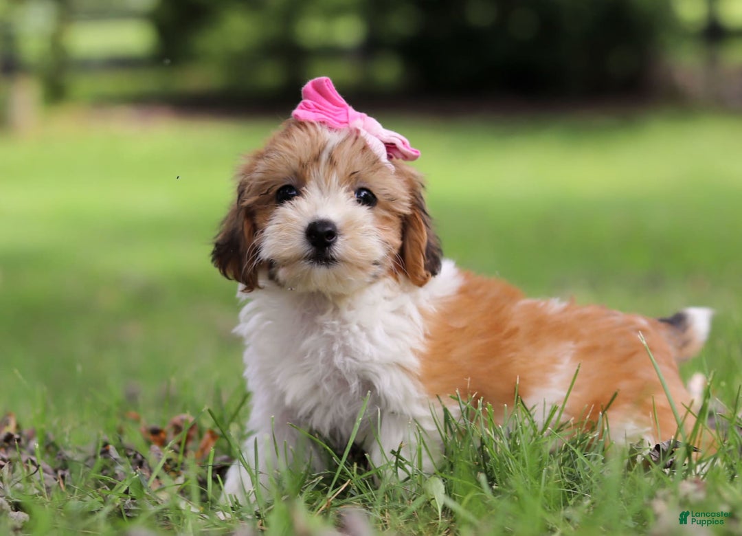 Shihpoo dogs for sale: Olivia - Image 2