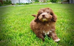 Havapoo dogs for sale: Rosie - Image 5