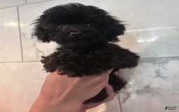 Toy Poodle dogs for sale: Litter available - Image 3