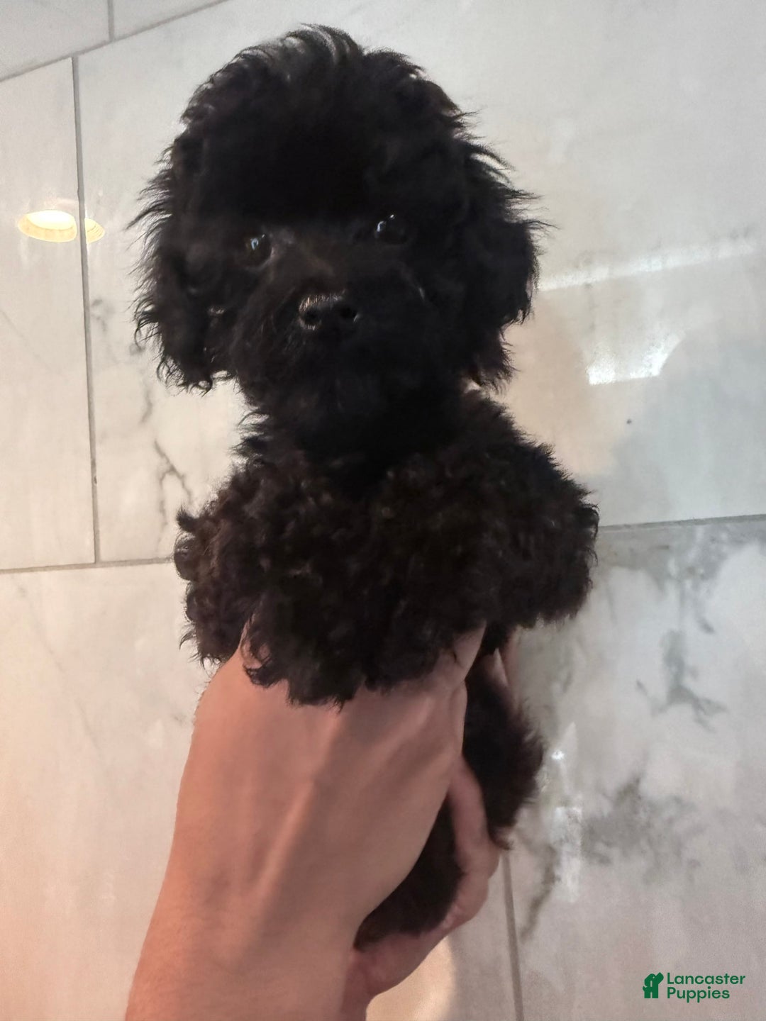 Toy Poodle dogs for sale: Litter available - Image 3