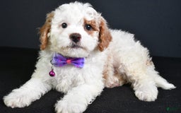 Cavapoo dogs for sale: Abby - Image 3