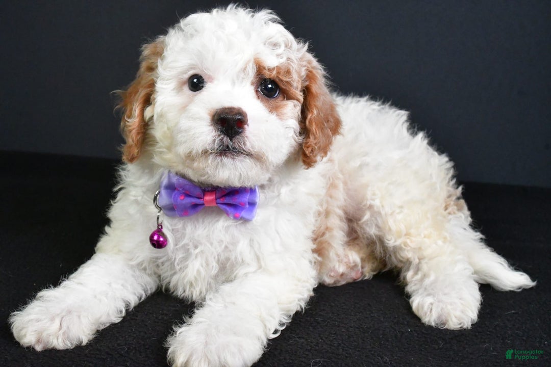 Cavapoo dogs for sale: Abby - Image 3