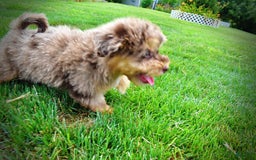 Havapoo dogs for sale: Domino - Image 7
