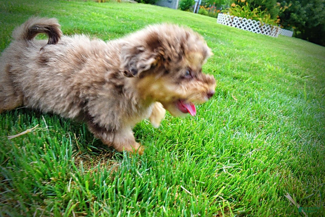 Havapoo dogs for sale: Domino - Image 7