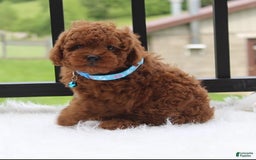 Toy Poodle dogs for sale: Tommy - Image 5