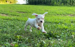Boxer dogs for sale: Spencer - Image 5