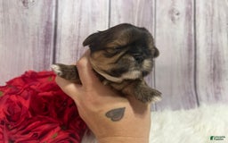 Shih Tzu dogs for sale: Cubby - Image 3