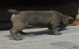 French Bulldog dogs for sale: Stitch - Image 8