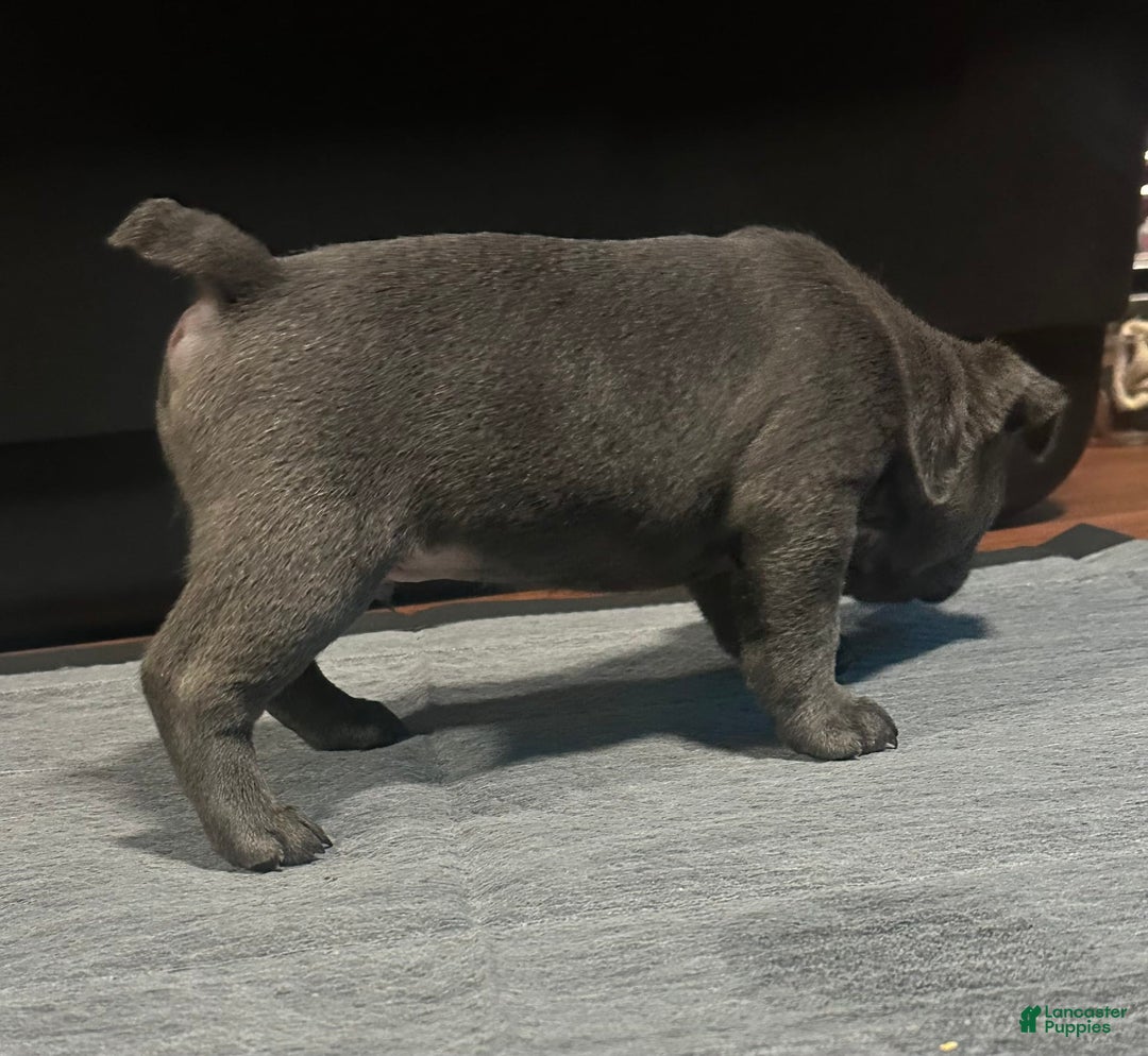 French Bulldog dogs for sale: Stitch - Image 8
