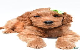 Mini Goldendoodle dogs for sale: Timmy - Image 3