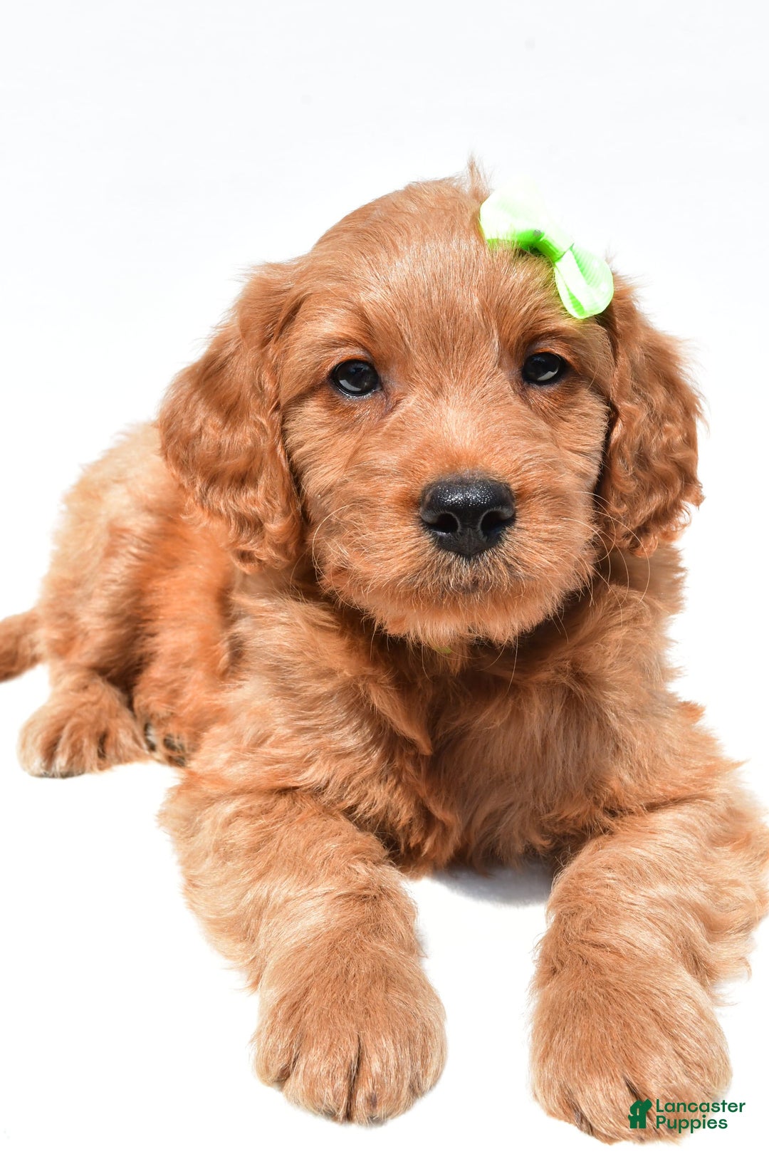 Mini Goldendoodle dogs for sale: Timmy - Image 3