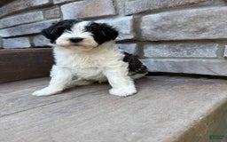 Teddy Bear dogs for sale: Elliott - Image 29