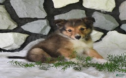 Shetland Sheepdog dogs for sale: Buddy - Image 6