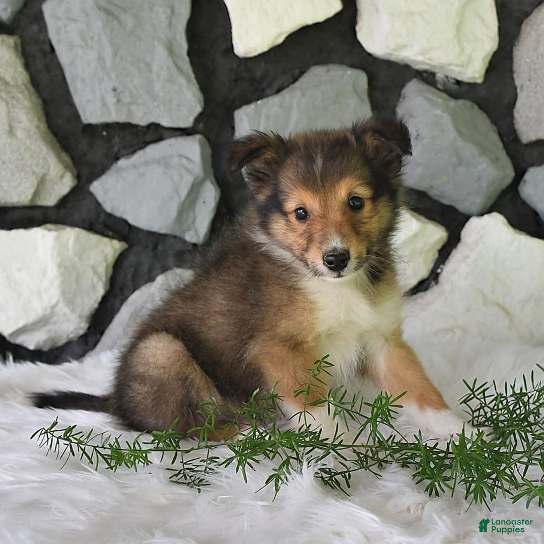 Shetland Sheepdog dogs for sale: Buddy - Image 6