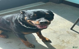 Rottweiler dogs for sale: Lilac - Image 3