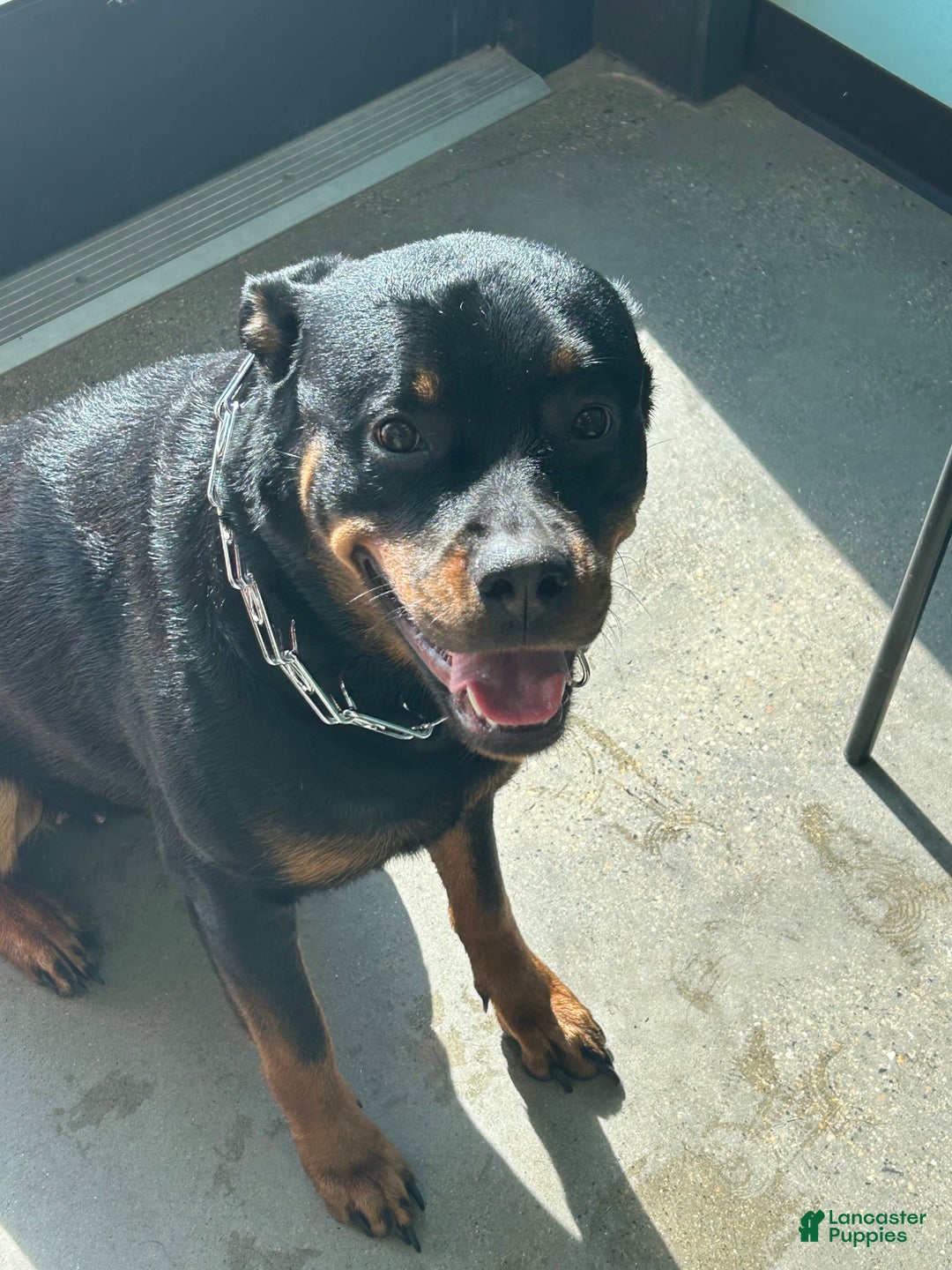 Rottweiler dogs for sale: Lilac - Image 3
