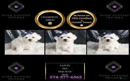 Maltese dogs for sale: Eaton - Image 3