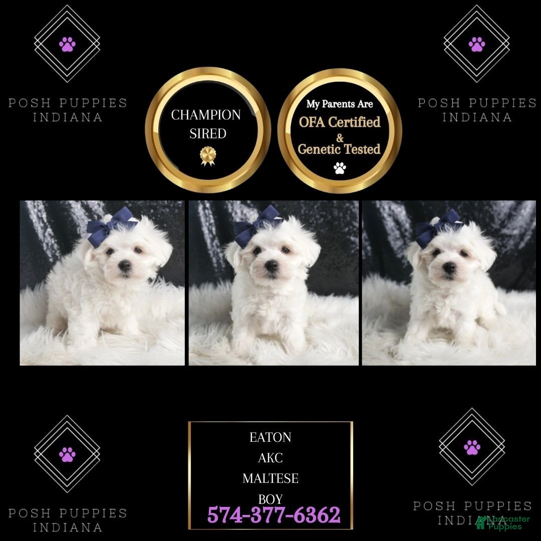 Maltese dogs for sale: Eaton - Image 3