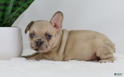 French Bulldog dogs for sale: Hadley - Image 9