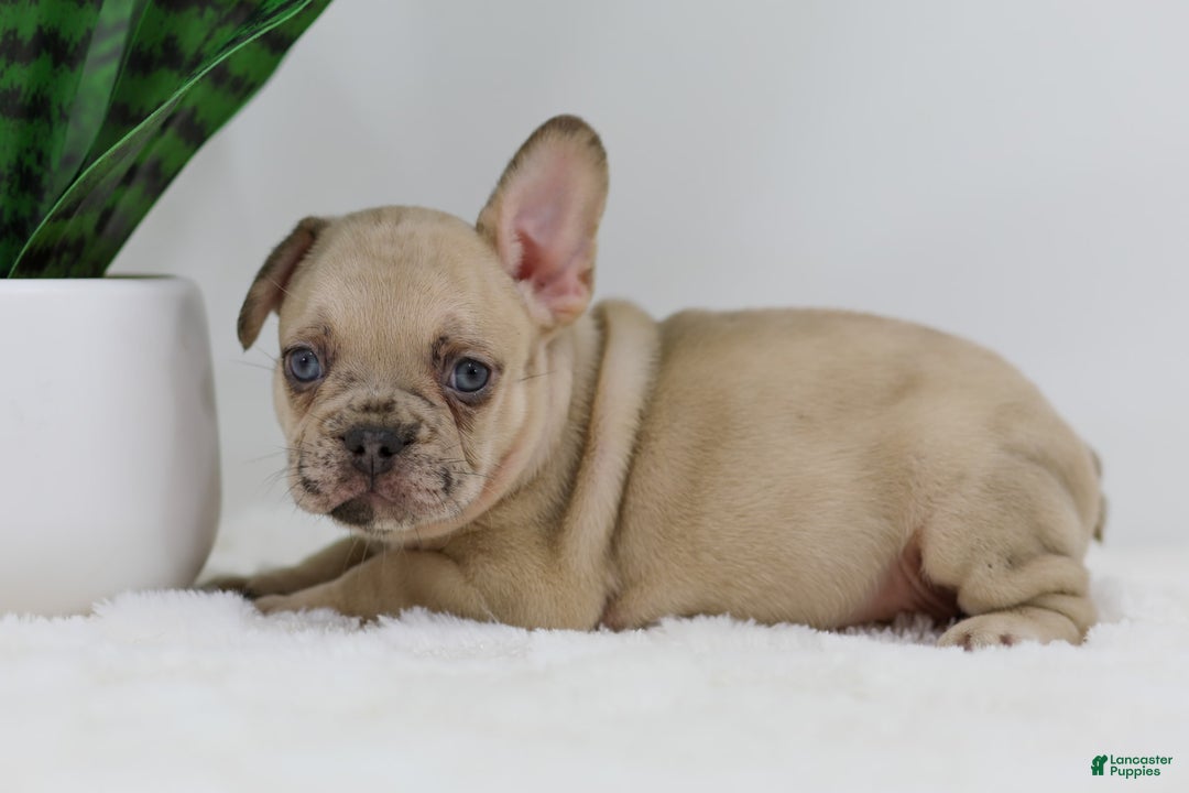French Bulldog dogs for sale: Hadley - Image 9