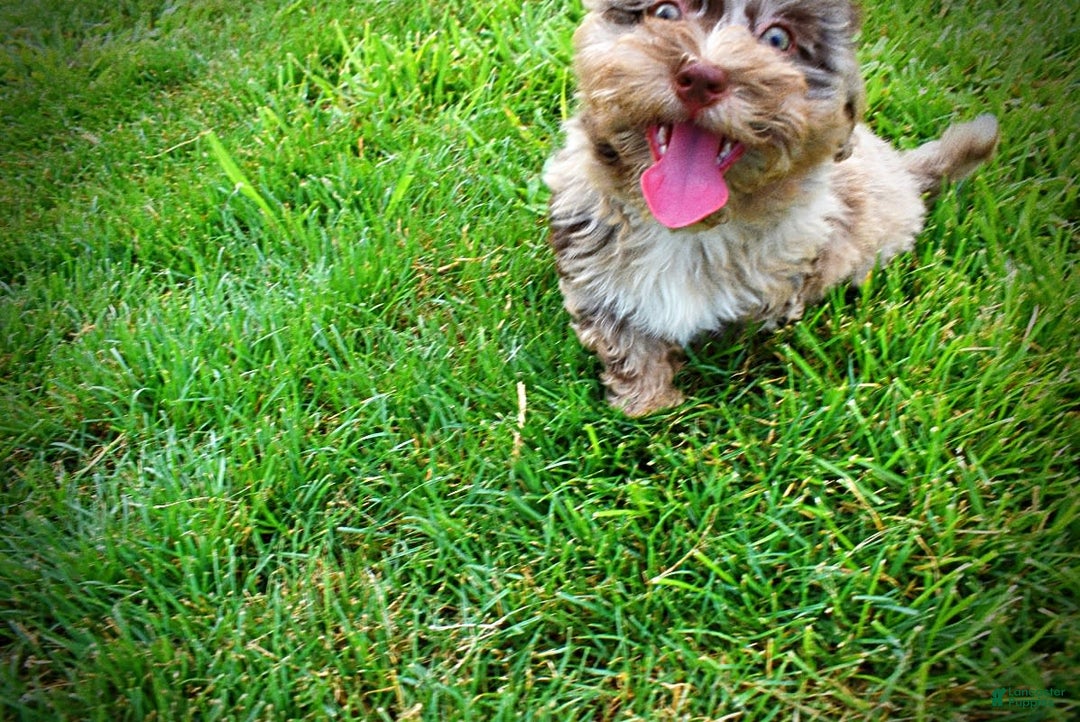 Havapoo dogs for sale: Darling - Image 11