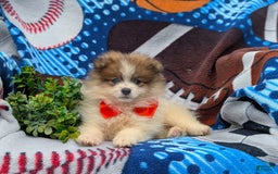 Pomeranian dogs for sale: Keno Genetic Testing - Image 4