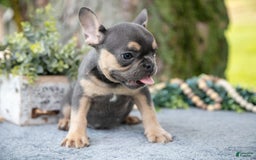 French Bulldog dogs for sale: Shadow - Image 1