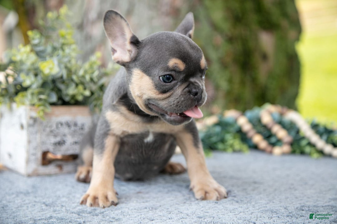 French Bulldog dogs for sale: Shadow - Image 1