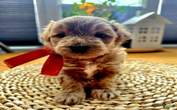 Maltipoo dogs for sale: Nexxy - Image 5