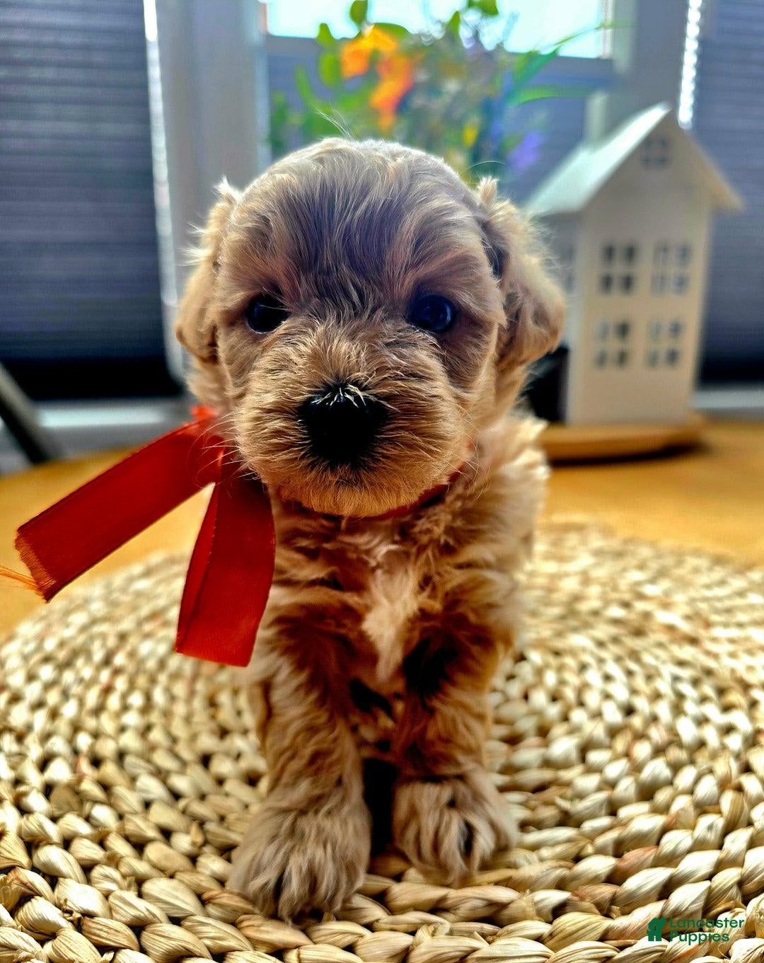 Maltipoo dogs for sale: Nexxy - Image 5