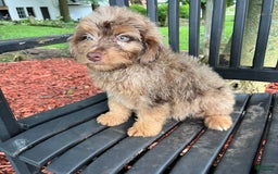 Mini Aussiedoodle dogs for sale: Ringo - Image 22