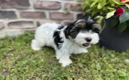 Yorkshire Terrier dogs for sale: Lola - Image 4