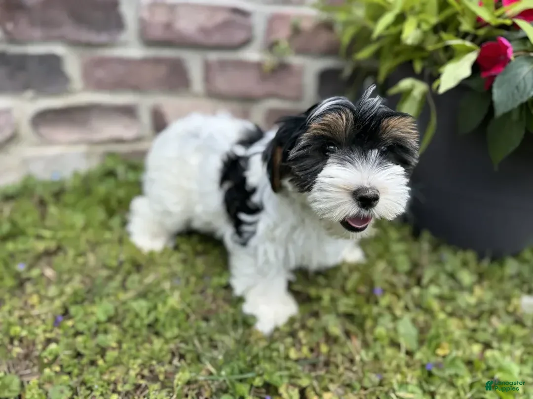 Yorkshire Terrier dogs for sale: Lola - Image 4