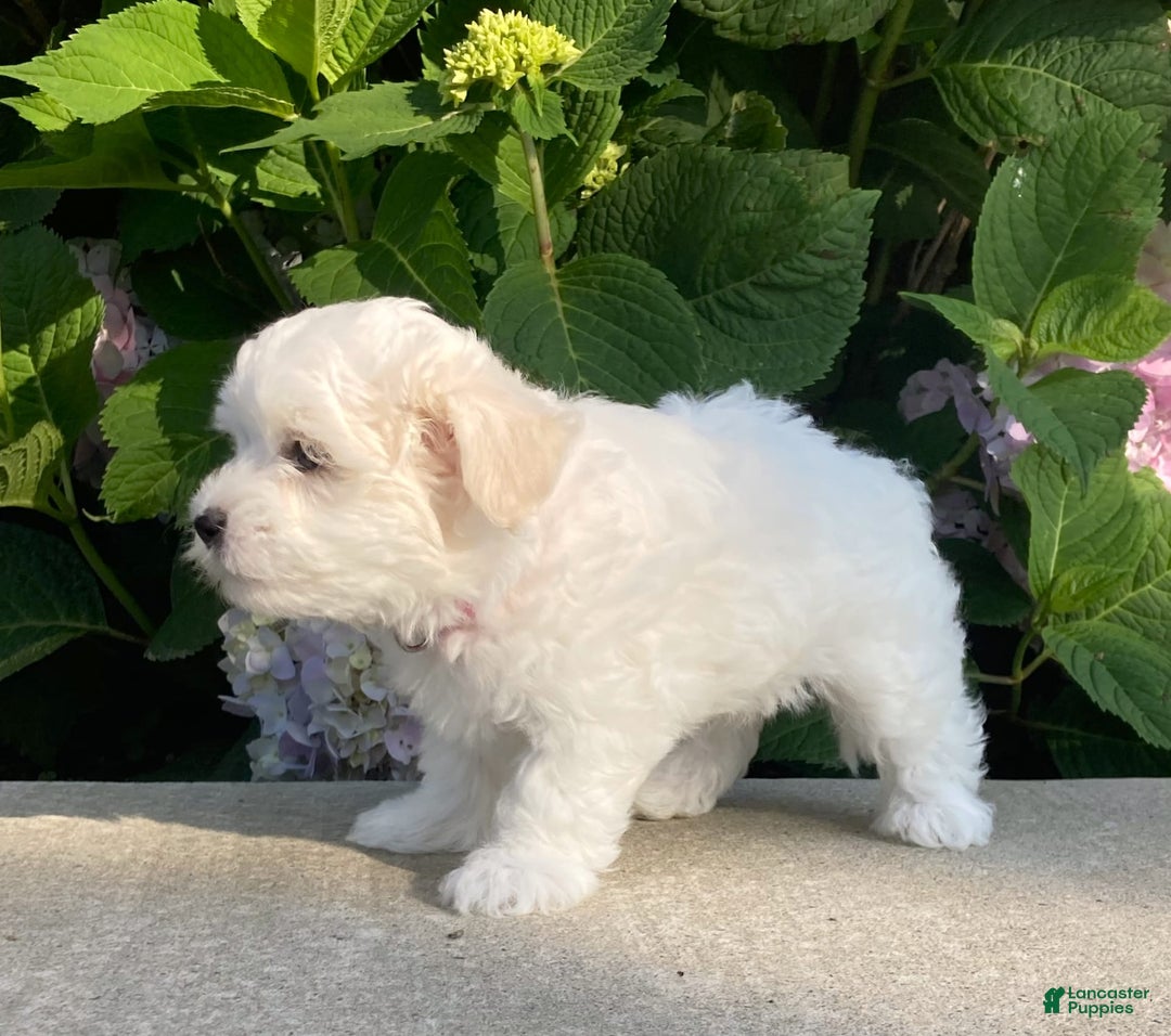 Coton De Tulear dogs for sale: Pearl - Image 11