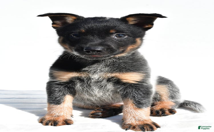Australian Cattle Dog dogs for sale - Ad 1