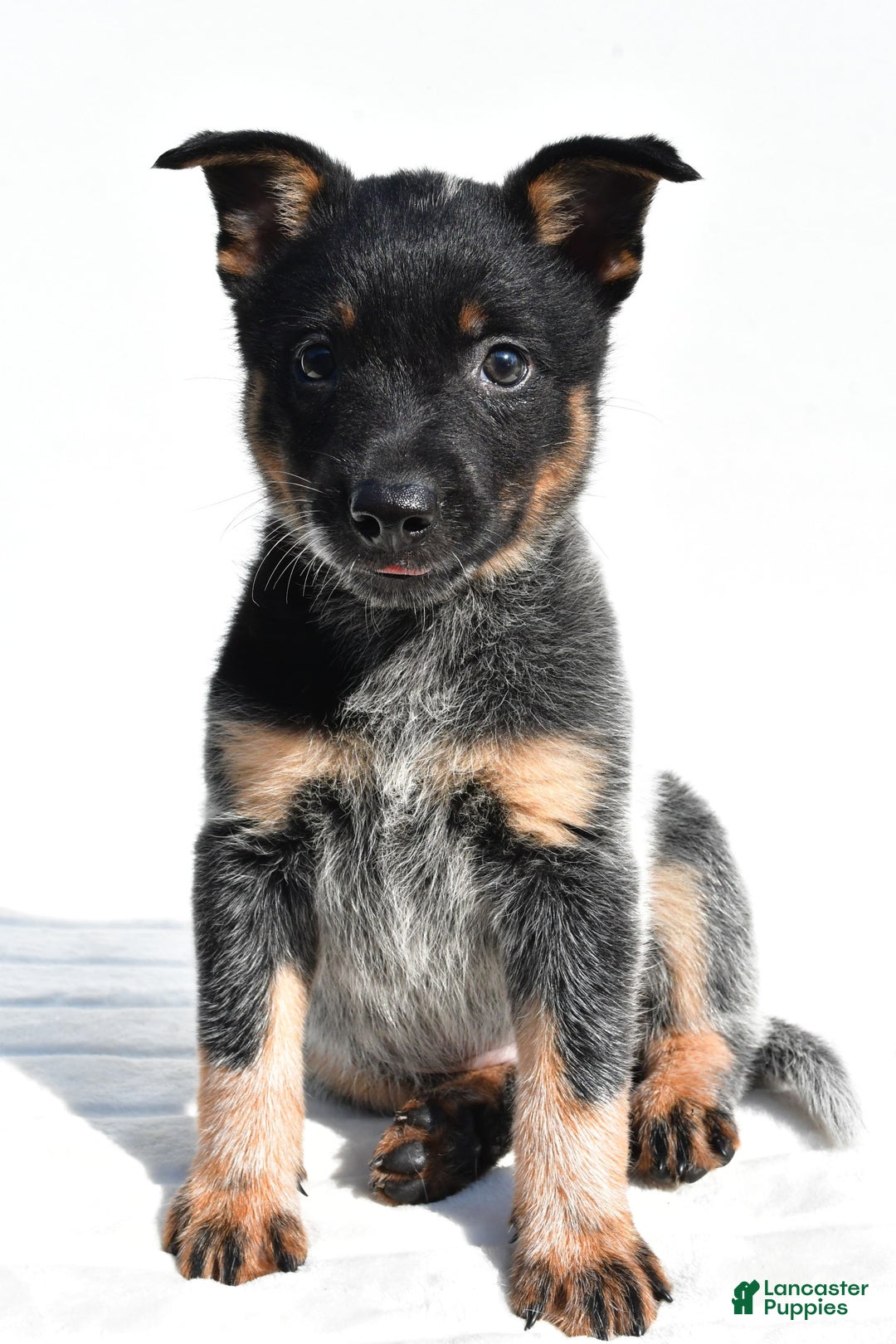 Australian Cattle Dog dogs for sale: Cowgirl - Image 1