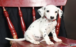 Dalmatian dogs for sale: Frosty - Image 9