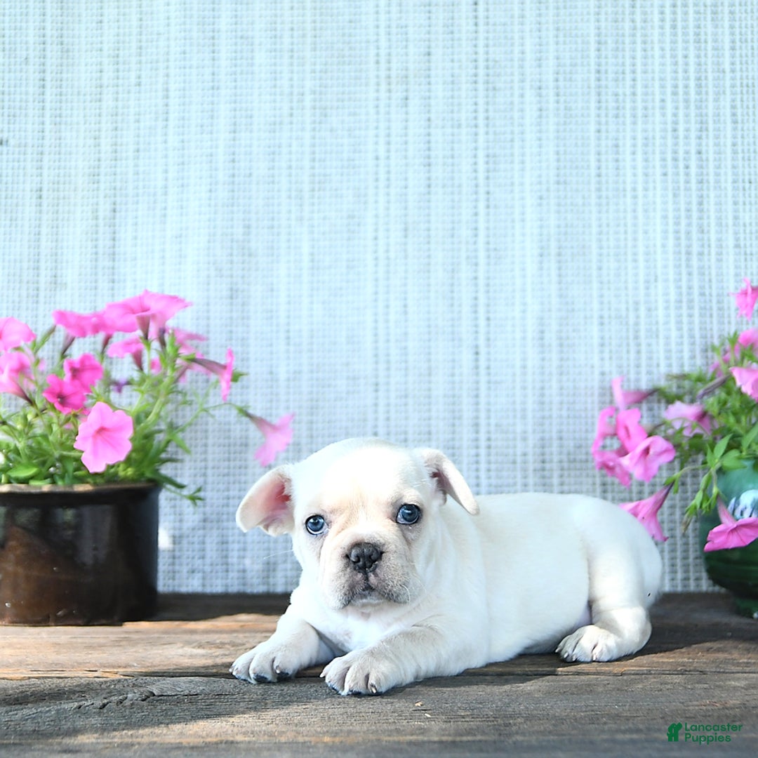 French Bulldog dogs for sale: Lilac - Image 6