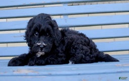 Shihpoo dogs for sale: Maggie - Image 3