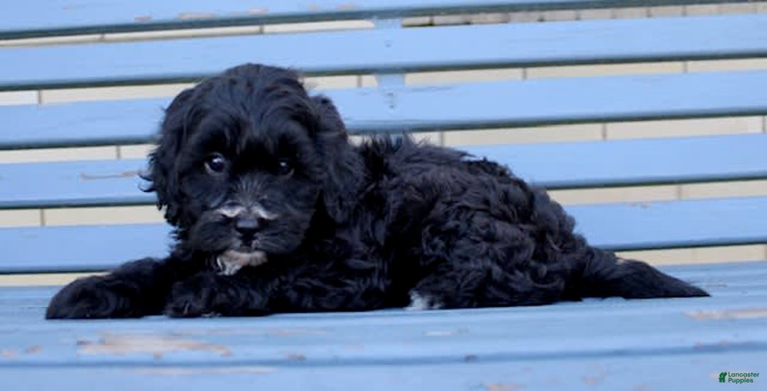 Shihpoo dogs for sale: Maggie - Image 3