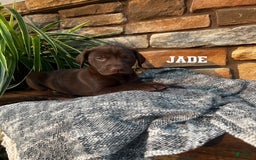 German Shorthaired Pointer dogs for sale: Jade - Image 1